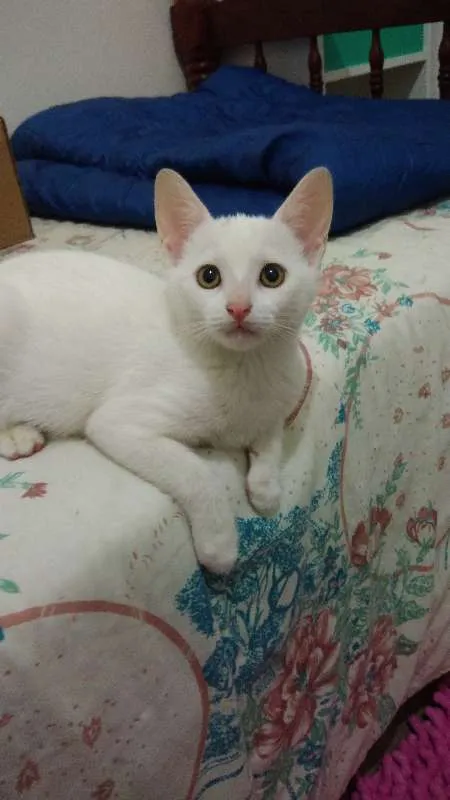 Gato ra a SRD idade 2 a 6 meses nome Ulisses