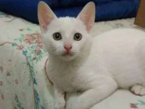 Gato raça SRD idade 2 a 6 meses nome Ulisses