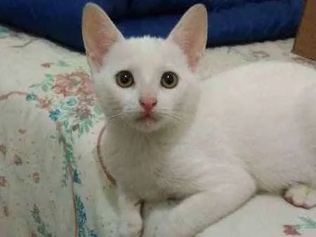 Gato ra a SRD idade 2 a 6 meses nome Ulisses