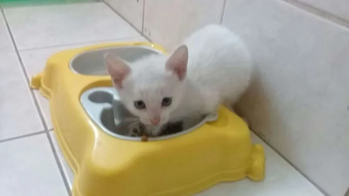 Gato ra a SRD idade 2 a 6 meses nome Ulisses
