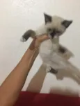 Não tem