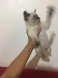 Não tem