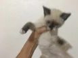Não tem