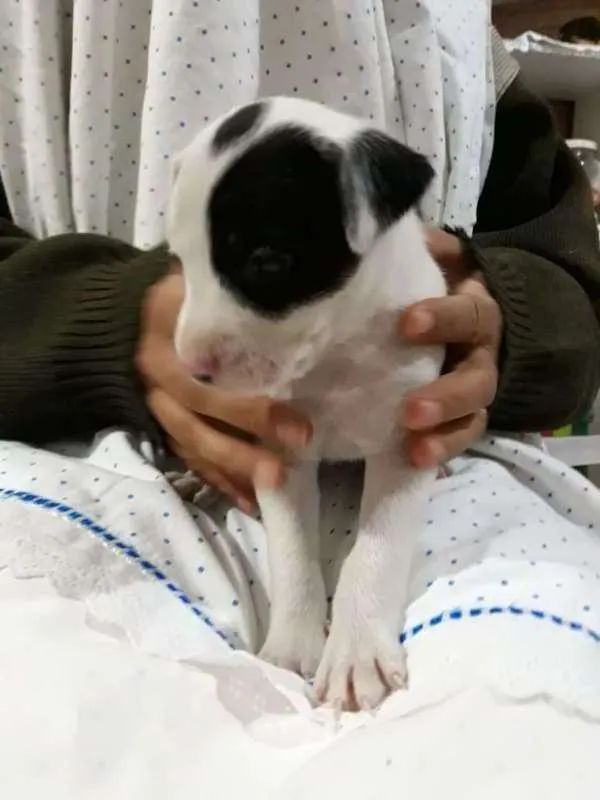 Cachorro ra a srd idade Abaixo de 2 meses nome filhotes