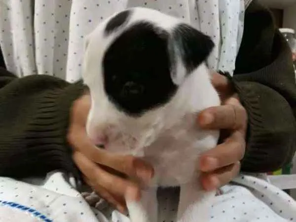 Cachorro ra a srd idade Abaixo de 2 meses nome filhotes