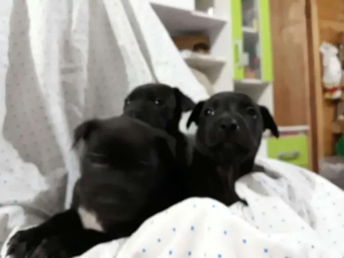 Cachorro ra a srd idade Abaixo de 2 meses nome filhotes