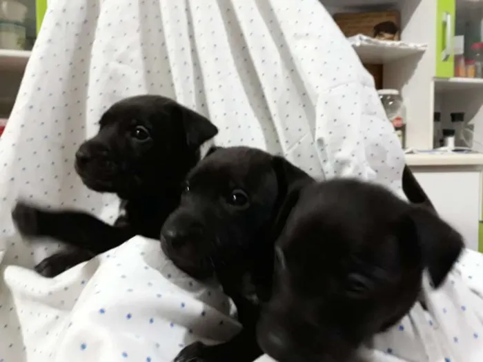 Cachorro ra a srd idade Abaixo de 2 meses nome filhotes