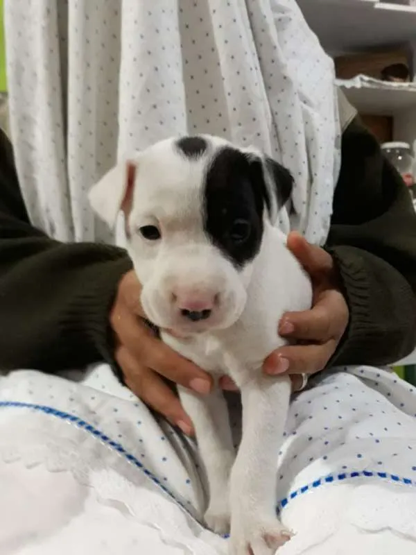 Cachorro ra a srd idade Abaixo de 2 meses nome filhotes