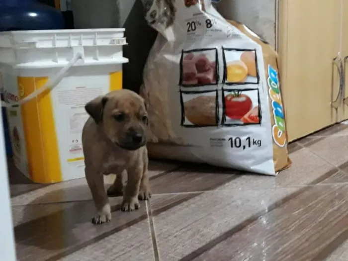 Cachorro ra a srd idade Abaixo de 2 meses nome filhotes