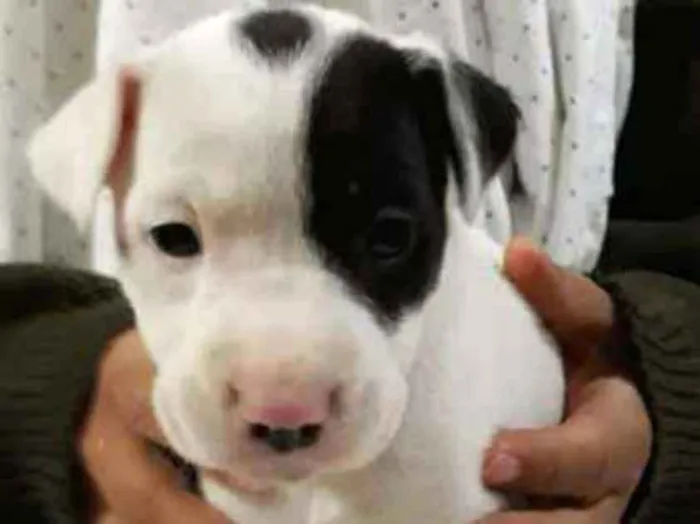 Cachorro ra a srd idade Abaixo de 2 meses nome filhotes