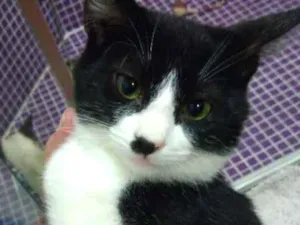 Gato raça SRD idade 2 a 6 meses nome Carlinhos
