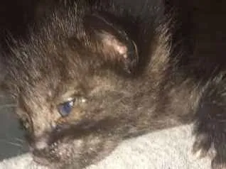 Gato ra a vira lata idade Abaixo de 2 meses nome Lua