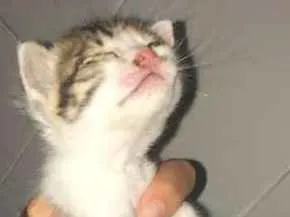 Gato ra a vira lata idade Abaixo de 2 meses nome Nala