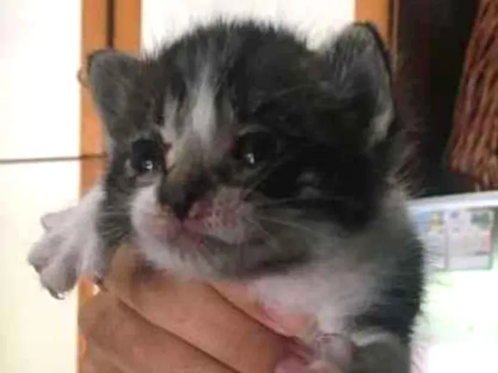 Gato ra a vira lata idade Abaixo de 2 meses nome Lexa