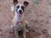 Cachorro raça Vira lata idade 1 ano nome Mel