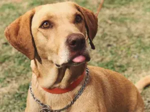 Cachorro raça Mestiço de labrador (SRD) idade 4 anos nome Pipoca 
