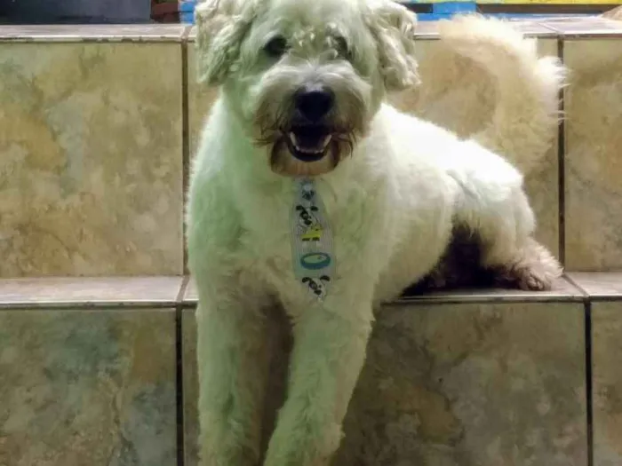 Cachorro ra a Indefinido idade 4 anos nome Boy