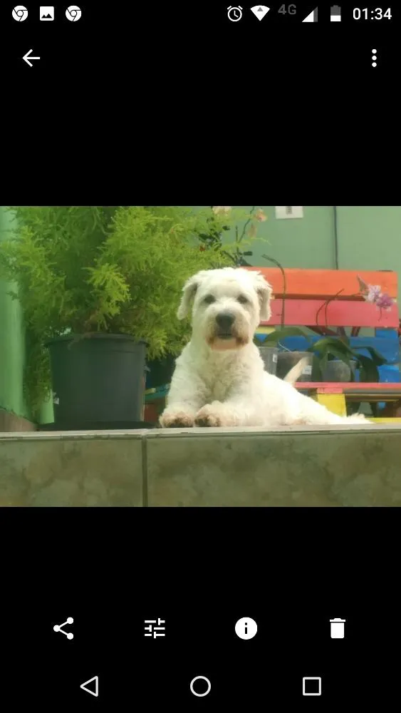 Cachorro ra a Indefinido idade 4 anos nome Boy
