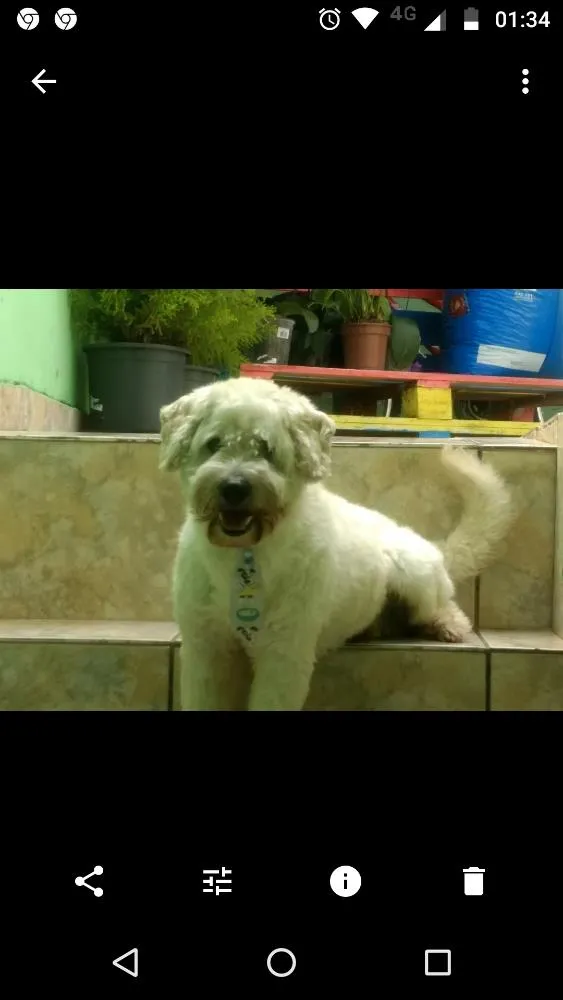 Cachorro ra a Indefinido idade 4 anos nome Boy