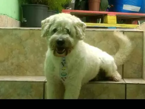 Cachorro ra a Indefinido idade 4 anos nome Boy