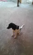 Princesa