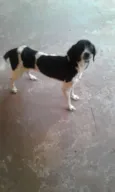 Princesa