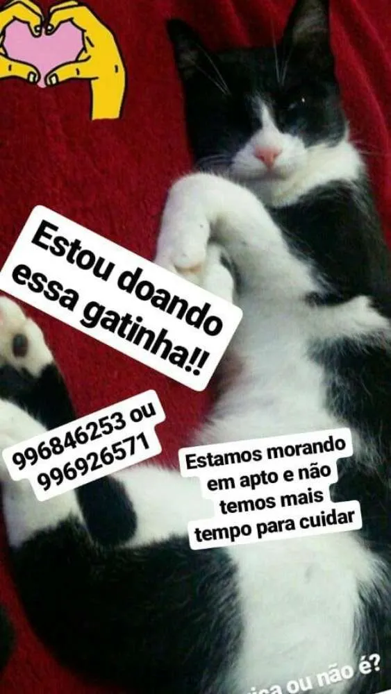 Gato ra a  idade 1 ano nome Serafina