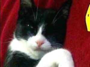 Gato raça  idade 1 ano nome Serafina
