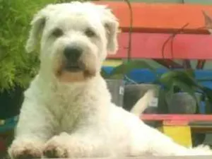 Cachorro raça Indefinido idade 4 anos nome Boy