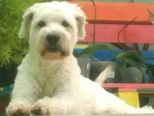 Cachorro ra a Indefinido idade 4 anos nome Boy
