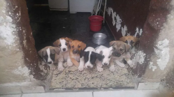 Cachorro ra a SRD idade Abaixo de 2 meses nome Sem nome ainda