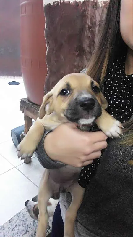 Cachorro ra a SRD idade Abaixo de 2 meses nome Sem nome ainda