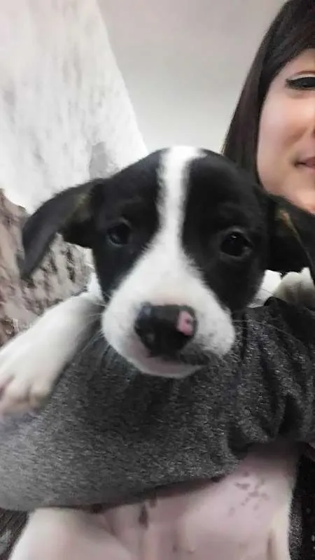 Cachorro ra a SRD idade Abaixo de 2 meses nome Sem nome ainda
