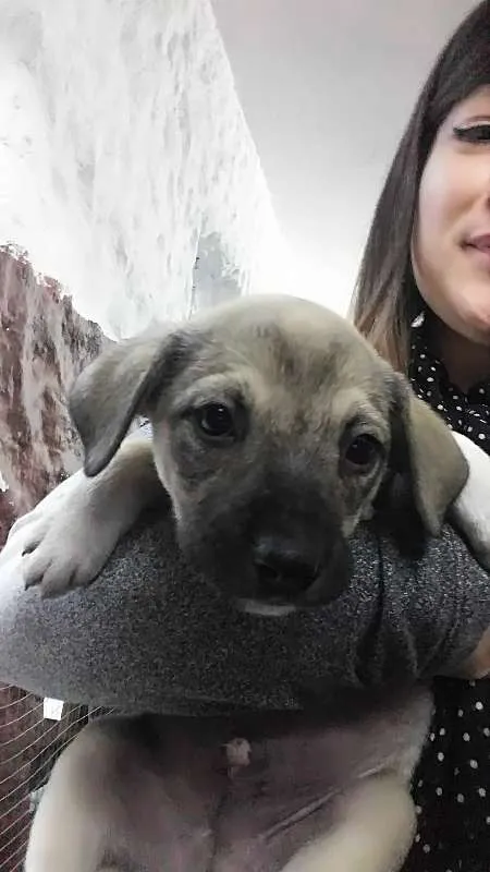 Cachorro ra a SRD idade Abaixo de 2 meses nome Sem nome ainda