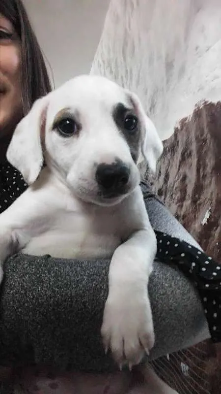 Cachorro ra a SRD idade Abaixo de 2 meses nome Sem nome ainda