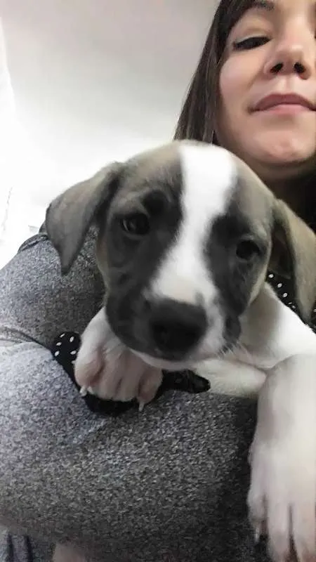 Cachorro ra a SRD idade Abaixo de 2 meses nome Sem nome ainda