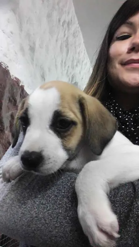Cachorro ra a SRD idade Abaixo de 2 meses nome Sem nome ainda