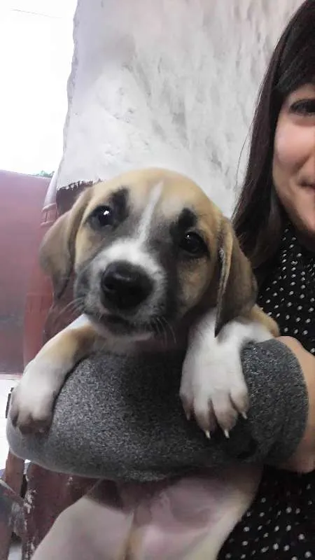 Cachorro ra a SRD idade Abaixo de 2 meses nome Sem nome ainda