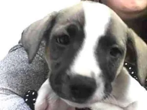 Cachorro raça SRD idade Abaixo de 2 meses nome Sem nome ainda