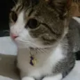 Princesa