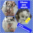 Filhotes