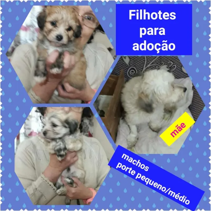 Cachorro ra a SRD idade Abaixo de 2 meses nome Filhotes