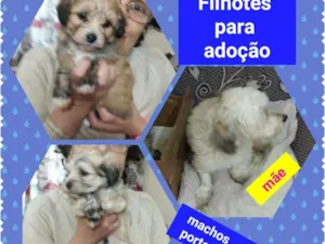 Cachorro raça SRD idade Abaixo de 2 meses nome Filhotes