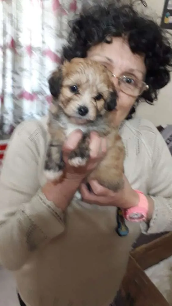 Cachorro ra a SRD idade Abaixo de 2 meses nome Filhotes