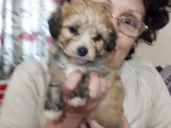 Cachorro ra a SRD idade Abaixo de 2 meses nome Filhotes