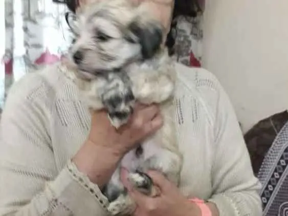 Cachorro ra a SRD idade Abaixo de 2 meses nome Filhotes