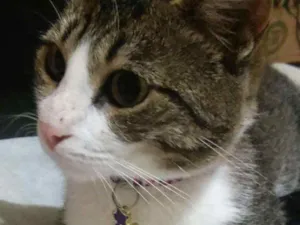 Gato raça Comum idade 7 a 11 meses nome Princesa