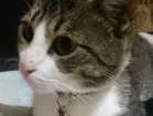 Gato raça Comum idade 7 a 11 meses nome Princesa
