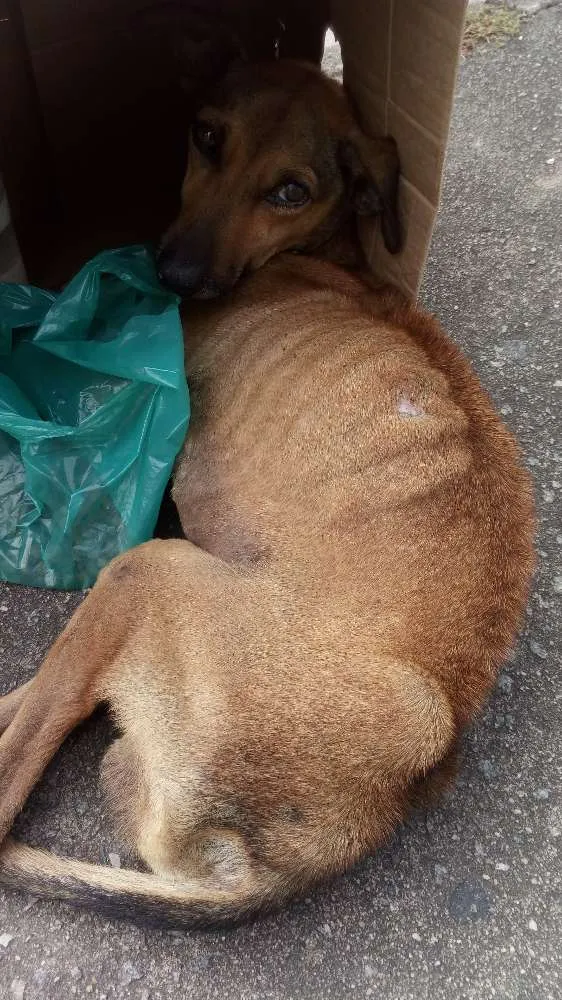 Cachorro raça Sem raça definida idade 2 a 6 meses nome Nao sei