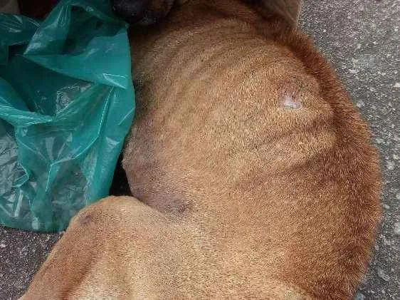 Cachorro raça Sem raça definida idade 2 a 6 meses nome Nao sei